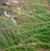 ostřice vyvýšená <i>(Carex elata)</i> / Květ/Květenství