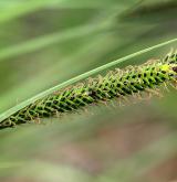 ostřice vyvýšená <i>(Carex elata)</i> / Květ/Květenství