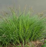 ostřice vyvýšená <i>(Carex elata)</i> / Habitus