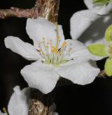 meruňka purpurová <i>(Prunus ×dasycarpa)</i>