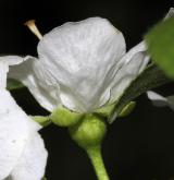 meruňka purpurová <i>(Prunus ×dasycarpa)</i> / Květ/Květenství