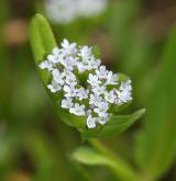 kozlíček polníček <i>(Valerianella locusta)</i> / Květ/Květenství