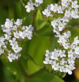 kozlíček polníček <i>(Valerianella locusta)</i>