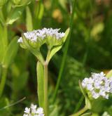 kozlíček polníček <i>(Valerianella locusta)</i>