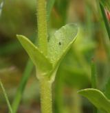 kozlíček polníček <i>(Valerianella locusta)</i>