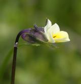 violka nejmenší <i>(Viola kitaibeliana)</i>