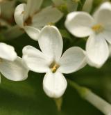 šeřík obecný <i>(Syringa vulgaris)</i> / Květ/Květenství