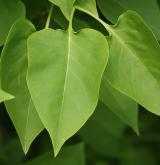 šeřík obecný <i>(Syringa vulgaris)</i> / List