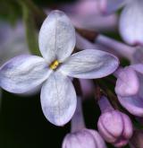 šeřík obecný <i>(Syringa vulgaris)</i> / Květ/Květenství