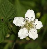 ostružiník řasnatý <i>(Rubus plicatus)</i> / Květ/Květenství