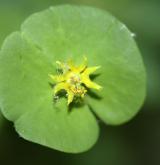 pryšec kolovratec <i>(Euphorbia helioscopia)</i> / Květ/Květenství