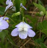 violka slatinná <i>(Viola stagnina)</i> / Květ/Květenství