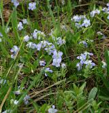 violka slatinná <i>(Viola stagnina)</i> / Porost