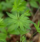 svízel lesní <i>(Galium sylvaticum)</i> / List