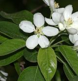 jabloň lesní <i>(Malus sylvestris)</i> / Květ/Květenství