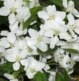 jabloň lesní <i>(Malus sylvestris)</i> / Květ/Květenství