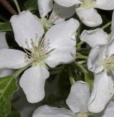 jabloň lesní <i>(Malus sylvestris)</i> / Květ/Květenství