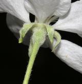 jabloň lesní <i>(Malus sylvestris)</i> / Květ/Květenství