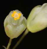 klokoč trifolia <i>(Staphylea trifolia)</i> / Květ/Květenství