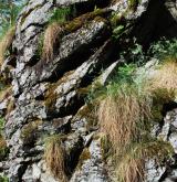 Štěrbinová vegetace hadcových skal <i>(Asplenion cuneifolii)</i> / Porost