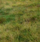 Subalpínské smilkové trávníky <i>(Nardion strictae)</i>