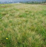 Subalpínské smilkové trávníky <i>(Nardion strictae)</i>
