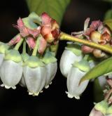 brusnice chocholičnatá <i>(Vaccinium corymbosum)</i> / Květ/Květenství
