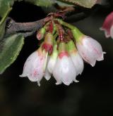 brusnice vejčitá <i>(Vaccinium ovatum)</i> / Květ/Květenství