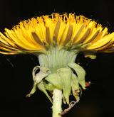 pampeliška  <i>(Taraxacum sect. Taraxacum (= Ruderalia))</i> / Květ/Květenství