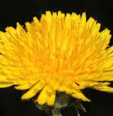pampeliška  <i>(Taraxacum sect. Taraxacum (= Ruderalia))</i> / Květ/Květenství