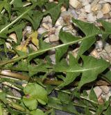 pampeliška  <i>(Taraxacum sect. Taraxacum (= Ruderalia))</i> / List