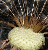 pampeliška  <i>(Taraxacum sect. Taraxacum (= Ruderalia))</i> / Plod