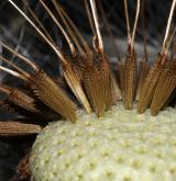 pampeliška  <i>(Taraxacum sect. Taraxacum (= Ruderalia))</i> / Plod
