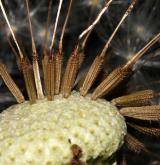pampeliška  <i>(Taraxacum sect. Taraxacum (= Ruderalia))</i> / Plod