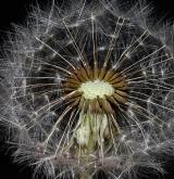 pampeliška  <i>(Taraxacum sect. Taraxacum (= Ruderalia))</i> / Plod
