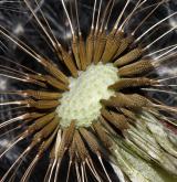 pampeliška  <i>(Taraxacum sect. Taraxacum (= Ruderalia))</i> / Plod