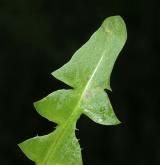 pampeliška pomoravská <i>(Taraxacum [E] maricum)</i> / List