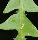 pampeliška pomoravská <i>(Taraxacum [E] maricum)</i> / List