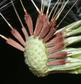 pampeliška pomoravská <i>(Taraxacum [E] maricum)</i> / Plod