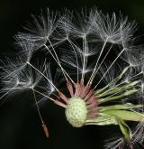 pampeliška pomoravská <i>(Taraxacum [E] maricum)</i> / Plod