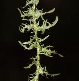 pampeliška červenoplodá <i>(Taraxacum [E] erythrospermum)</i> / List