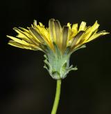 pampeliška červenoplodá <i>(Taraxacum [E] erythrospermum)</i> / Květ/Květenství