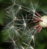 pampeliška červenoplodá <i>(Taraxacum [E] erythrospermum)</i> / Plod