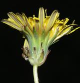 pampeliška červenoplodá <i>(Taraxacum [E] erythrospermum)</i> / Květ/Květenství