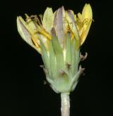 pampeliška červenoplodá <i>(Taraxacum [E] erythrospermum)</i> / Květ/Květenství