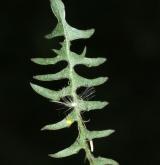 pampeliška červenoplodá <i>(Taraxacum [E] erythrospermum)</i> / List