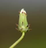 pampeliška červenoplodá <i>(Taraxacum [E] erythrospermum)</i> / Plod