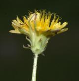 pampeliška červenoplodá <i>(Taraxacum [E] erythrospermum)</i> / Květ/Květenství