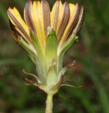 pampeliška slezská <i>(Taraxacum [E] parnassicum)</i> / Květ/Květenství