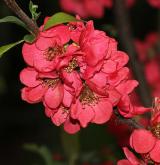 kdoulovec kalifornský <i>(Chaenomeles ×californiaca)</i> / Květ/Květenství